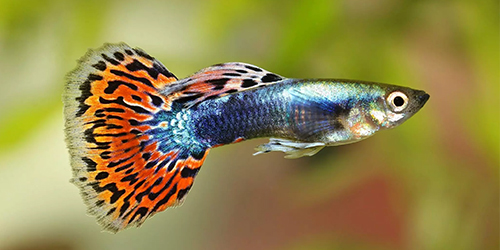 Aquarium Inwa Start 40 Pack Pur Blanc